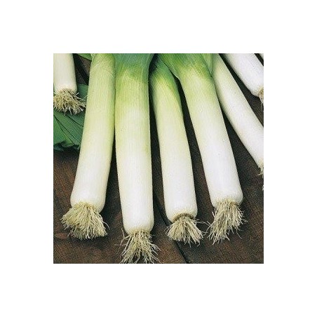 puerro B.G. Autumn Neptune (semillas sin tratamiento)