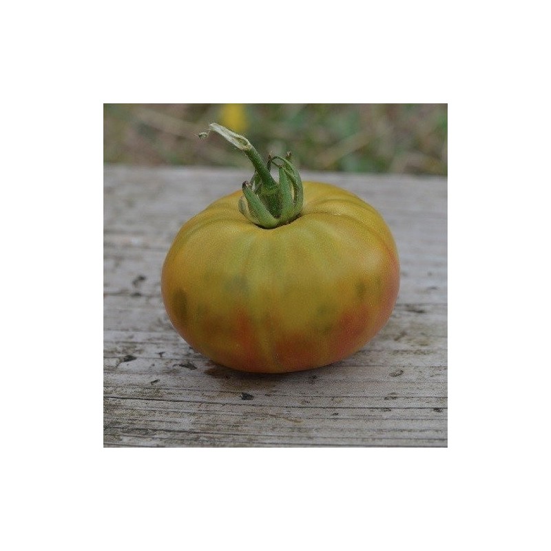 semillas de tomate absinthe