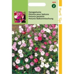 petunia pÃ©ndula mezcla