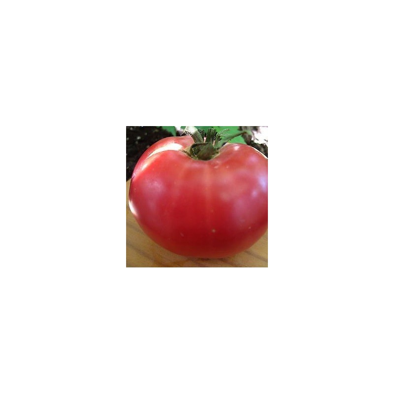 tomate rosa de Berna (semillas ecolÃ³gicas)