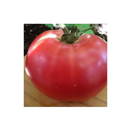 tomate rosa de Berna (semillas ecolÃ³gicas)