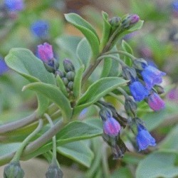 mertensia maritima