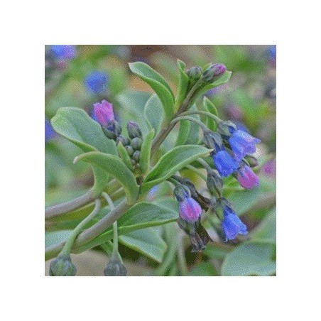 mertensia maritima