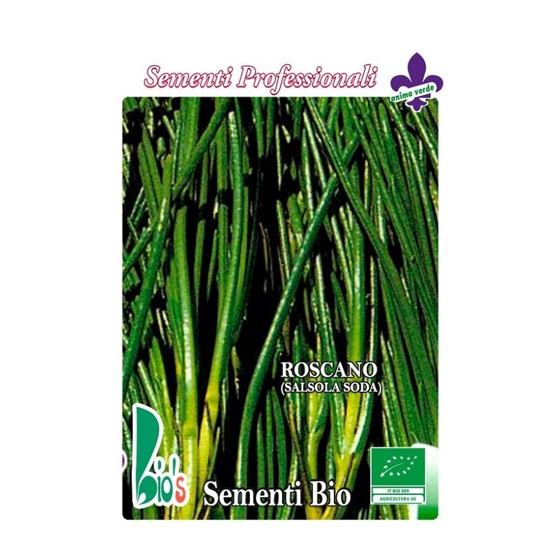 barrilla (salsola soda) - semillas ecolÃ³gicas