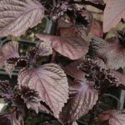 semillas de perilla roja - shiso  (Perilla frutescens) - no tratadas