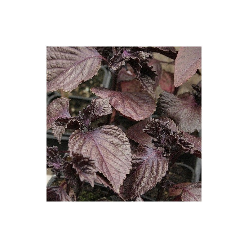 semillas de perilla roja - shiso  (Perilla frutescens) - no tratadas