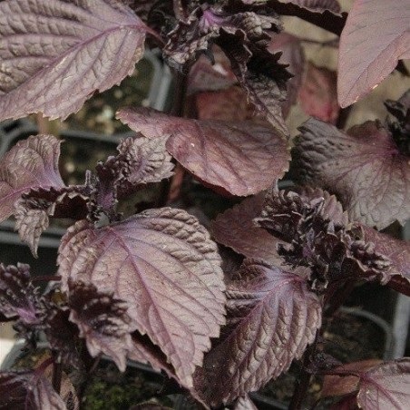 semillas de perilla roja - shiso  (Perilla frutescens) - no tratadas