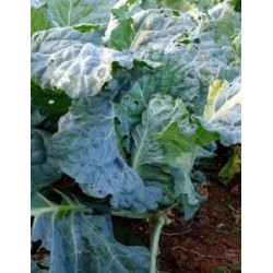 col paperina o de pascua (semillas ecologicas)