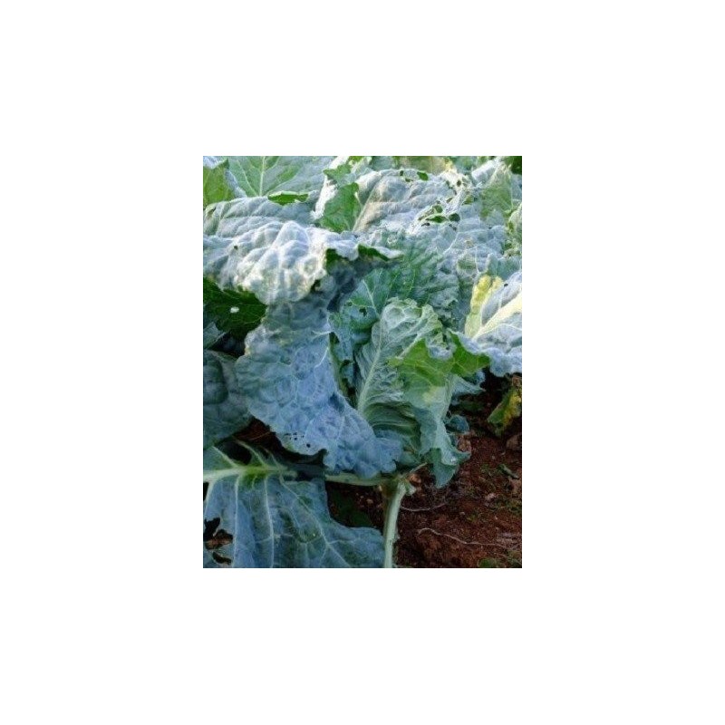 col paperina o de pascua (semillas ecologicas)