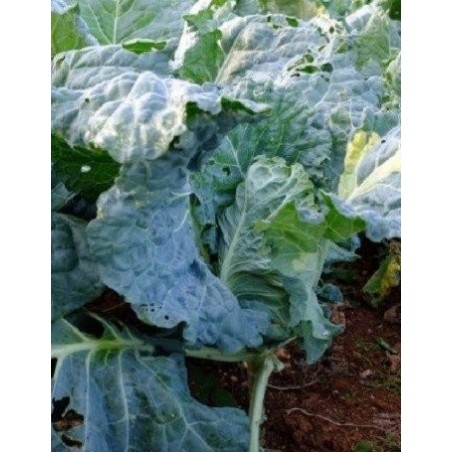 col paperina o de pascua (semillas ecologicas)