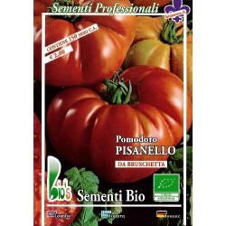 costoluto fiorentino (Pisanello de Bruschetta) semillas ecologicas