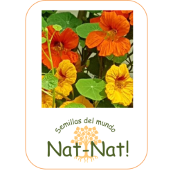 capuchina pulgar de Tom - sin tratamiento