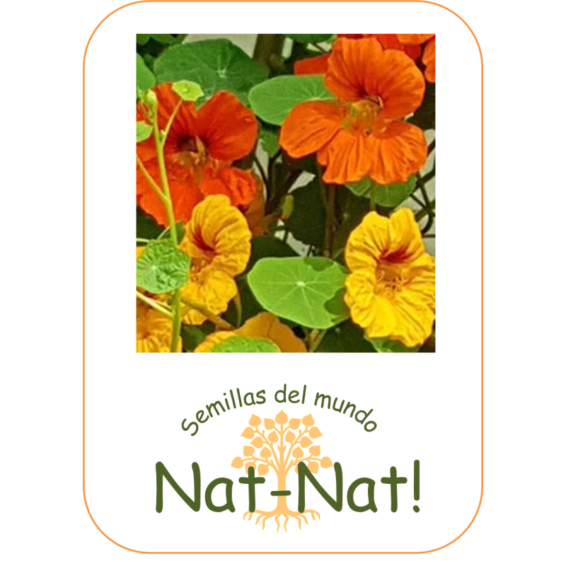 capuchina pulgar de Tom - sin tratamiento