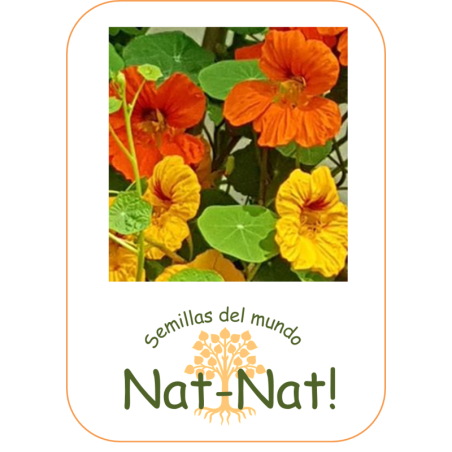 capuchina pulgar de Tom - sin tratamiento