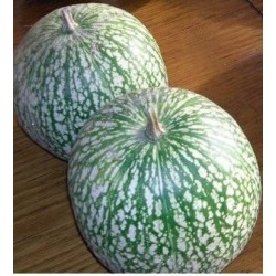 calabaza cabello de Ã¡ngel (cidra) semillas ecolÃ³gicas