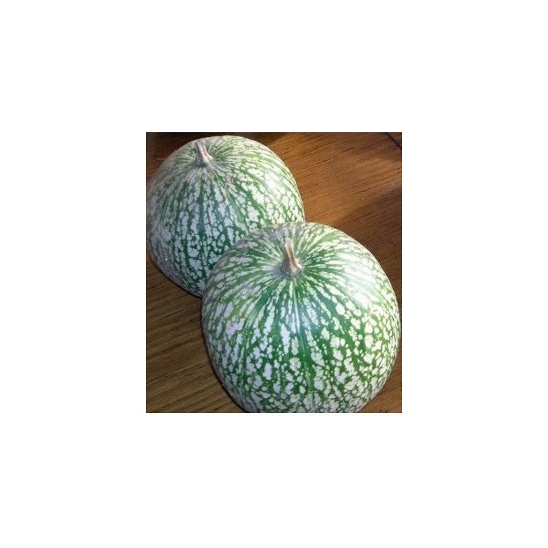 calabaza cabello de Ã¡ngel (cidra) semillas ecolÃ³gicas