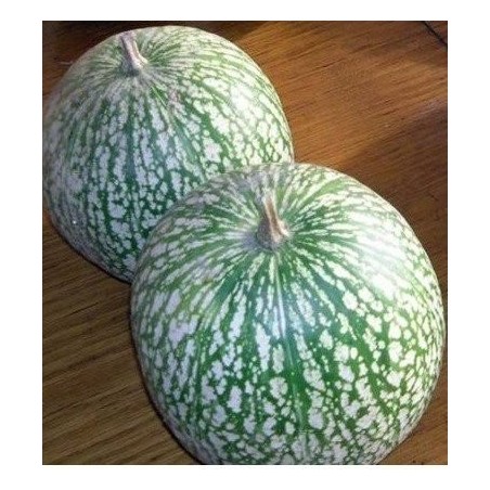 calabaza cabello de Ã¡ngel (cidra) semillas ecolÃ³gicas