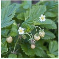 fresas blancas del bosque yellow wonder