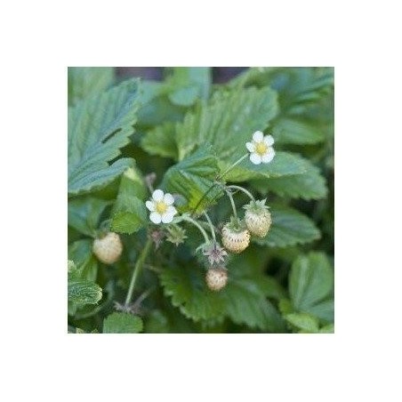 fresas blancas del bosque yellow wonder