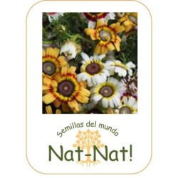 crisantemo Merry mix (Chrysanthemum carinatum)