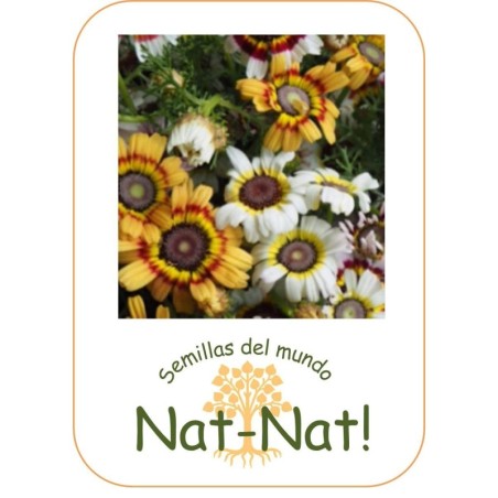 crisantemo Merry mix (Chrysanthemum carinatum)