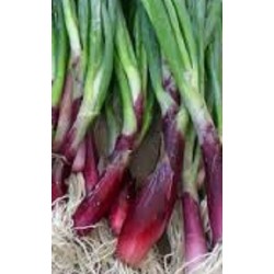 semillas de cebolla welsh roja