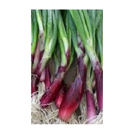 semillas de cebolla welsh roja