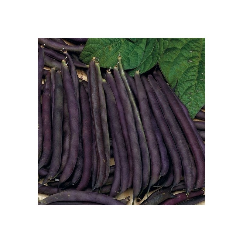 judia purple queen (semillas ecolÃ³gicas)