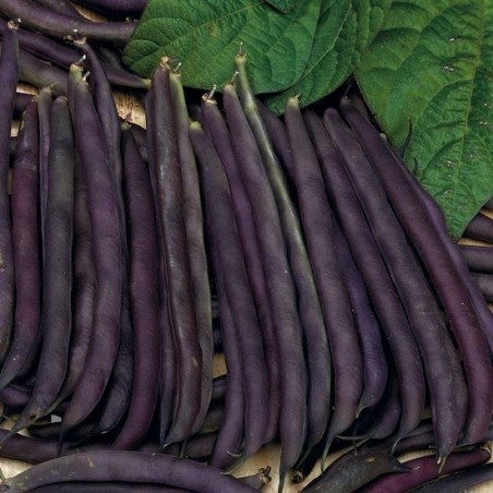 judia purple queen (semillas ecolÃ³gicas)