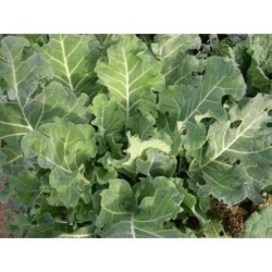 col de trinxat (semillas ecolÃ³gicas)