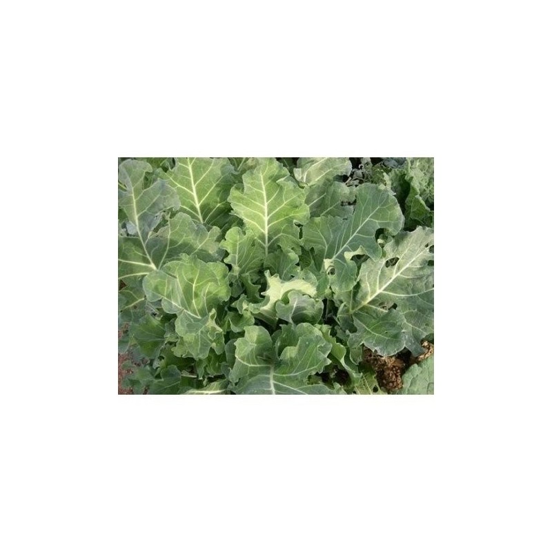 col de trinxat (semillas ecolÃ³gicas)