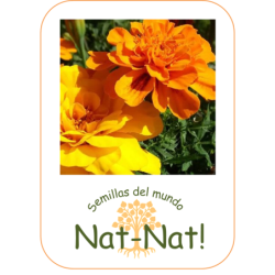 tagete doble enano bonita (Tagetes patula nana)