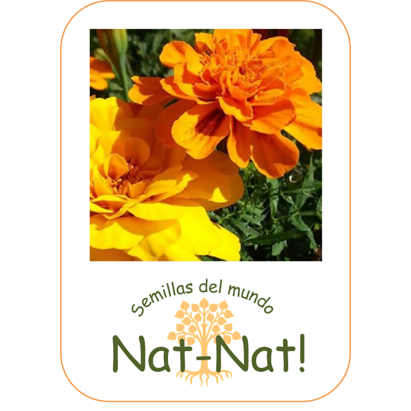 tagete doble enano bonita (Tagetes patula nana)
