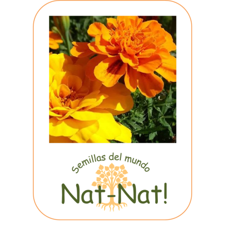 tagete doble enano bonita (Tagetes patula nana)