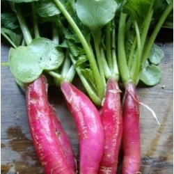 rÃ¡bano mallorquÃ­n - semillas ecolÃ³gicas