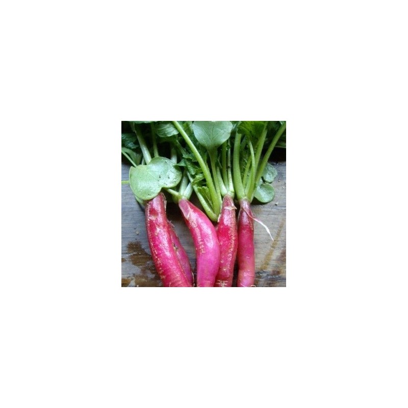 rÃ¡bano mallorquÃ­n - semillas ecolÃ³gicas