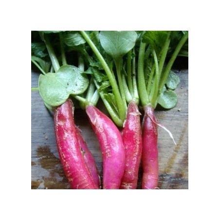 rÃ¡bano mallorquÃ­n - semillas ecolÃ³gicas