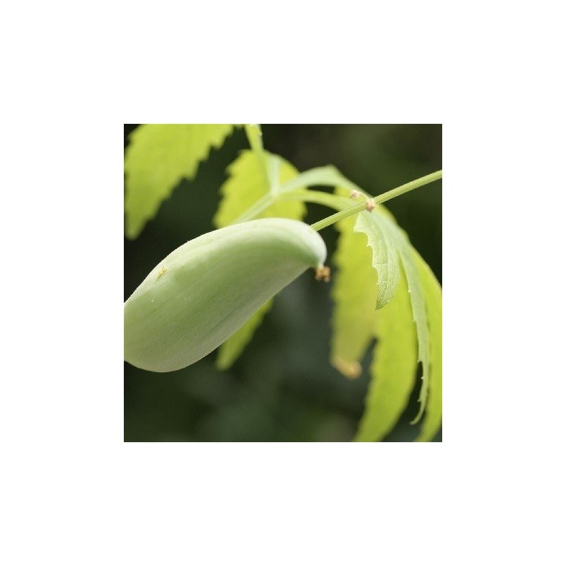 caigua - Cyclanthera edulis (semillas ecolÃ³gicas)