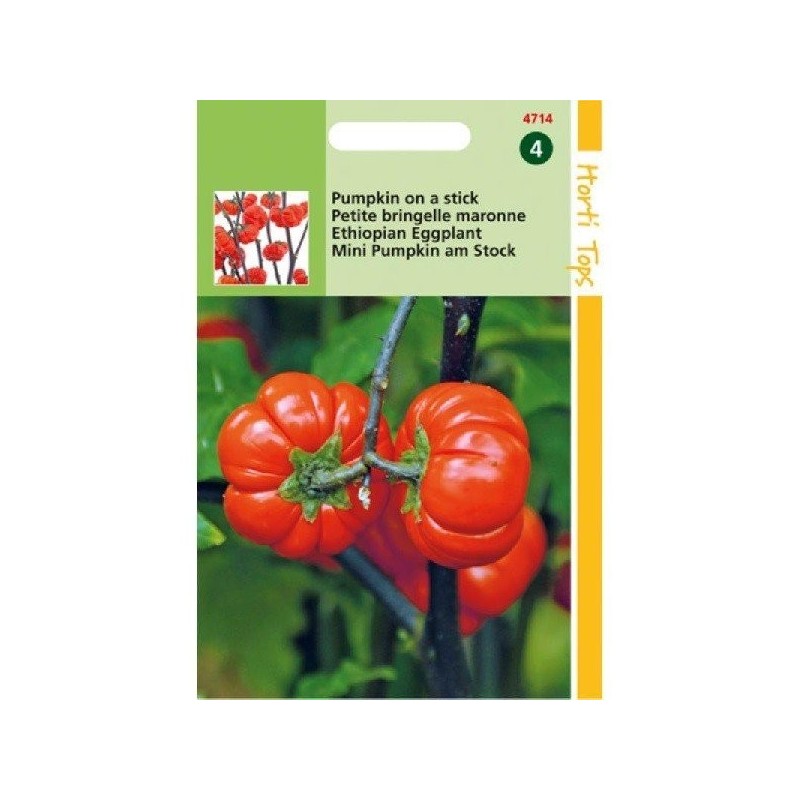 nakati (Solanum aethiopicum) berenjena etÃ­ope