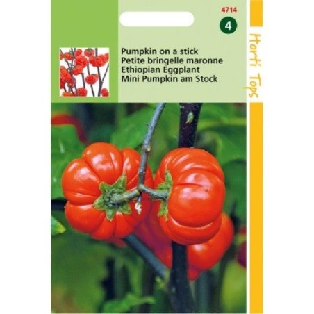 nakati (Solanum aethiopicum) berenjena etÃ­ope