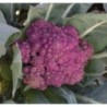 coliflor morada de Sicilia
