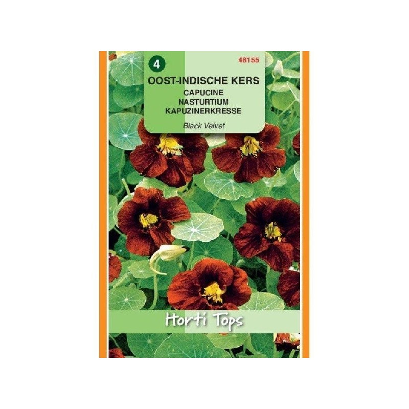 capuchina black velvet (Tropaeolum majus nanun)