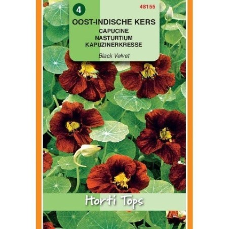 capuchina black velvet (Tropaeolum majus nanun)