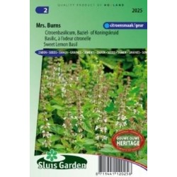 Albahaca limÃ³n de la seÃ±ora Burns