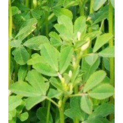 alholva, fenogreco (Trigonella foenum-graecum)  semillas ecolÃ³gicas