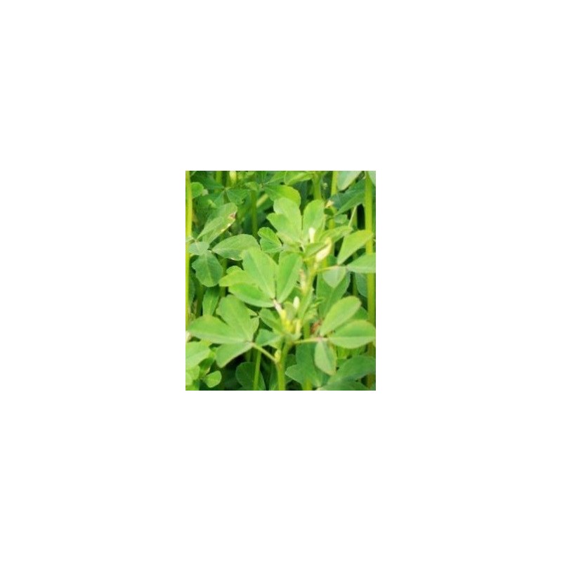 alholva, fenogreco (Trigonella foenum-graecum)  semillas ecolÃ³gicas