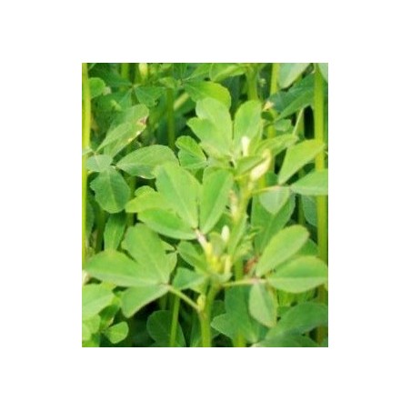 alholva, fenogreco (Trigonella foenum-graecum)  semillas ecolÃ³gicas