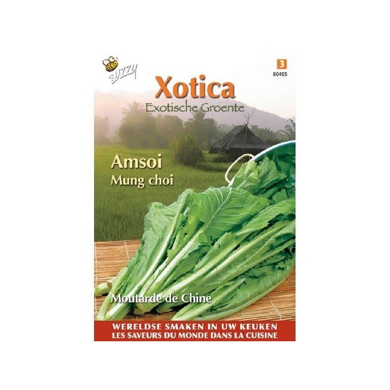 amsoi mug choi (Brassica Juncea)