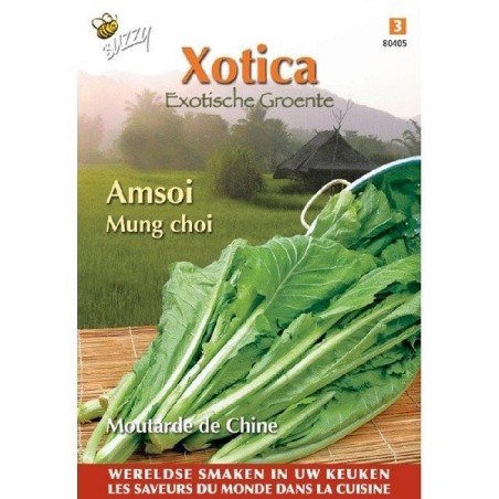 amsoi mug choi (Brassica Juncea)