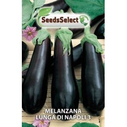 berenjena larga de Napoles